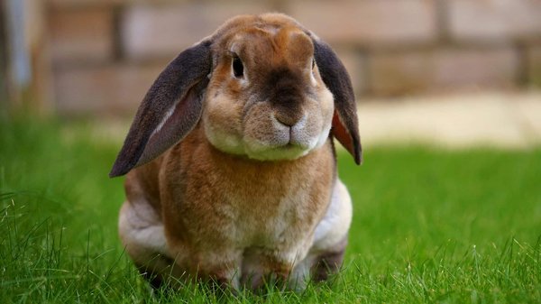 What's the Best Approaach for Potty Training a Rabbit Indoors?