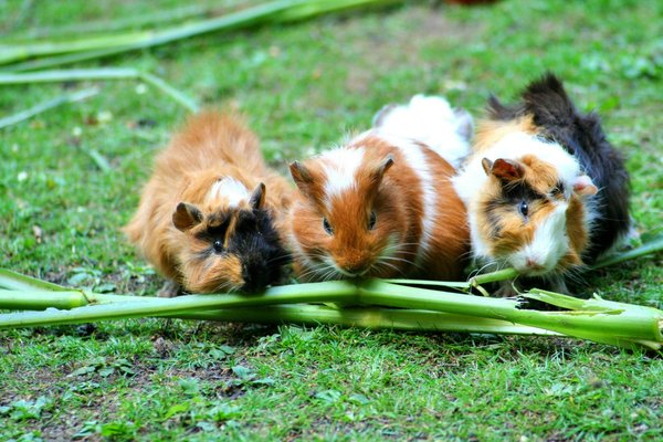 How to Create a Nutrient-Rich Diet for a Pregnant Guinea Pig?